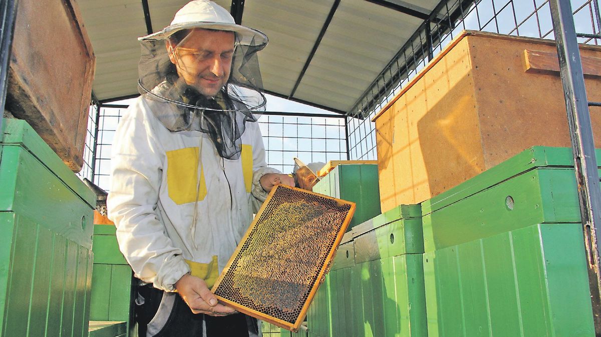 Med zdraží. Řada včelařů přišla o včelstva